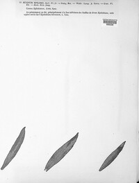 Puccinia pulverulenta image